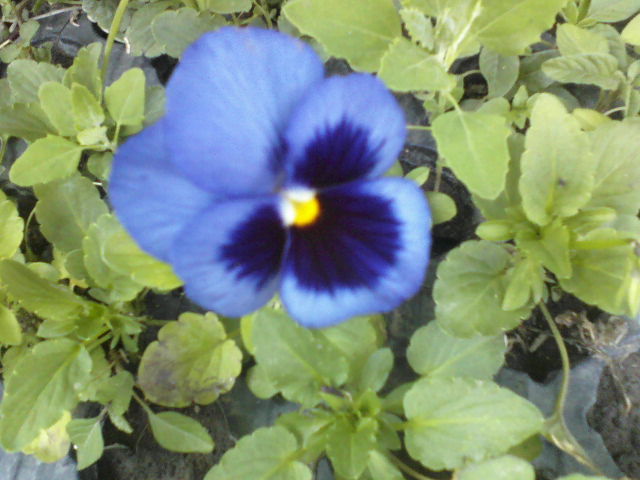 panselute din seminte!!!