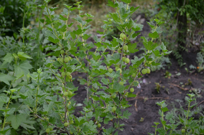 agris - a-flori de primavara