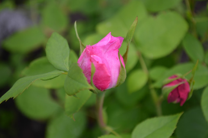 trandafir dulceata - a-flori de primavara