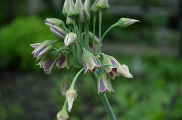 siculum bulgarium