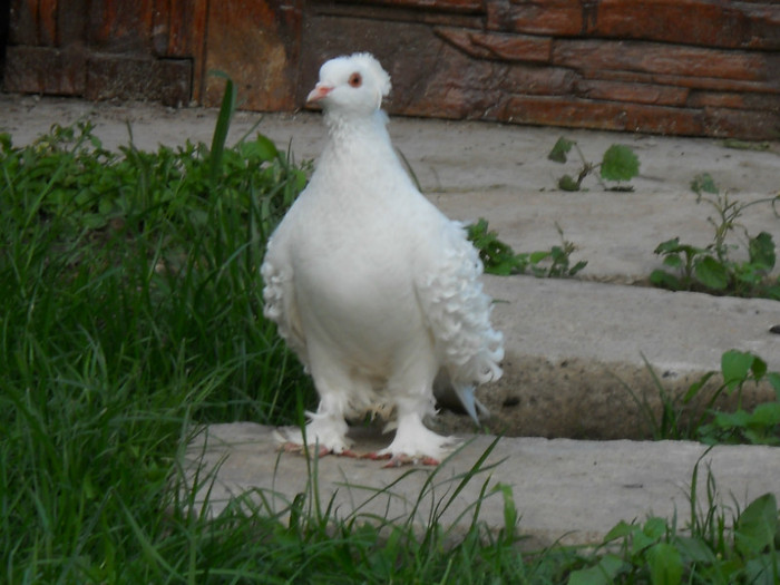 DSCN1301 - creti francezi