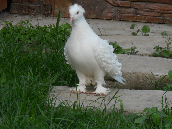 DSCN1302 - creti francezi