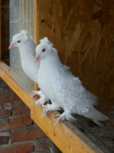 DSCN1352 - creti francezi