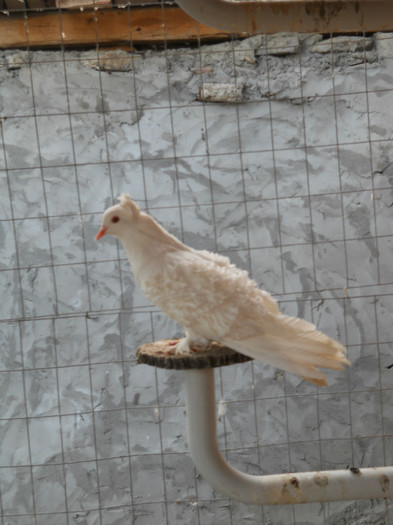 DSCN1358 - creti francezi