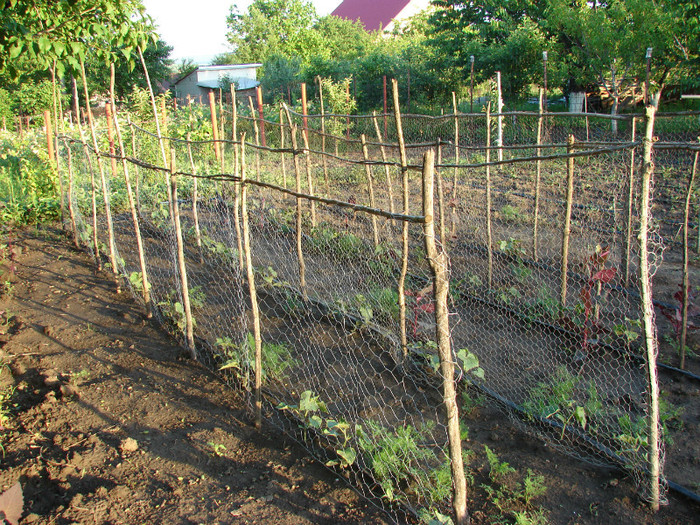 Castraveti - Gradina de legume