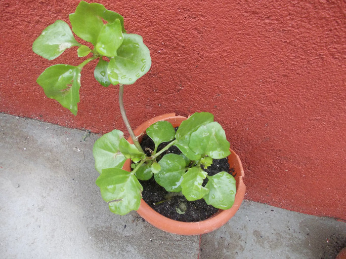 BBBBBBB 117 - CUM SE NUMESC ACESTE FLORI