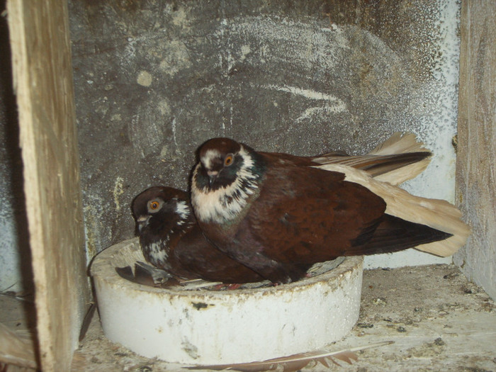 SSL15320 - Cafeniu romanesc