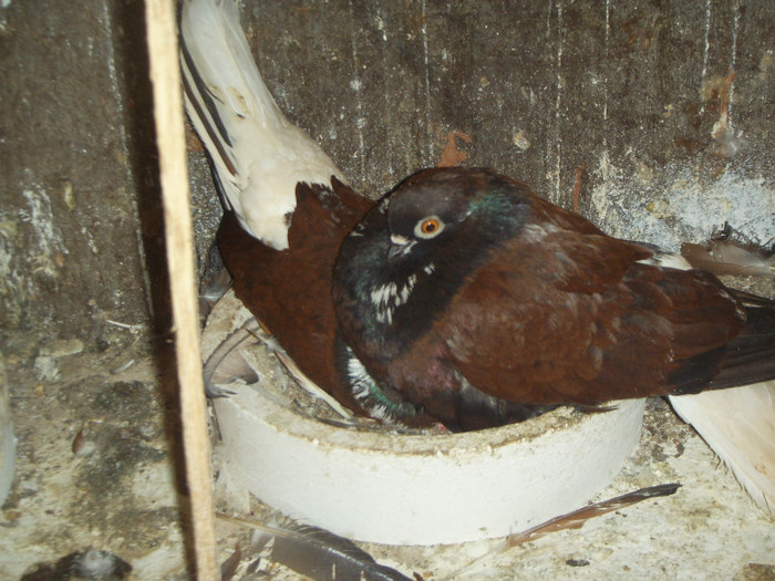 SSL15322 - Cafeniu romanesc