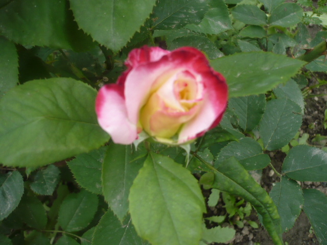tr satirat si foarte parfumat - Trandafirii mei 2012
