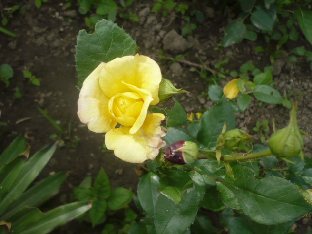 tr galben - Trandafirii mei 2012