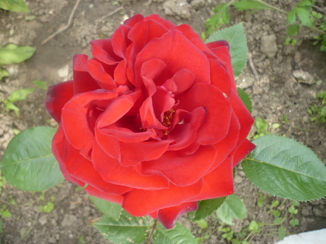 tr rosu catifelat - Trandafirii mei 2012