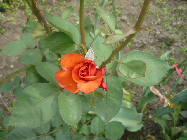 tr rosu deschis - Trandafirii mei 2012