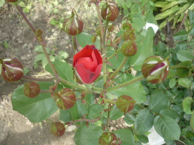 tr rosu - Trandafirii mei 2012