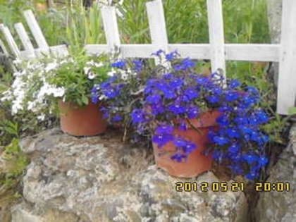 lobelii - gradina primavara 2012