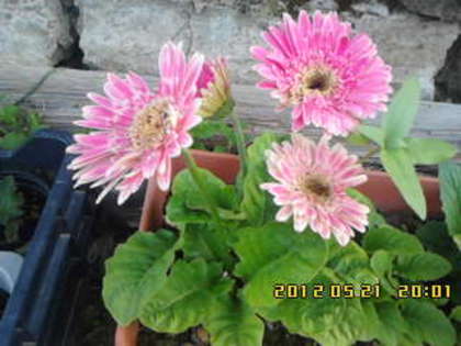 gerbere - de anul trecut - gradina primavara 2012
