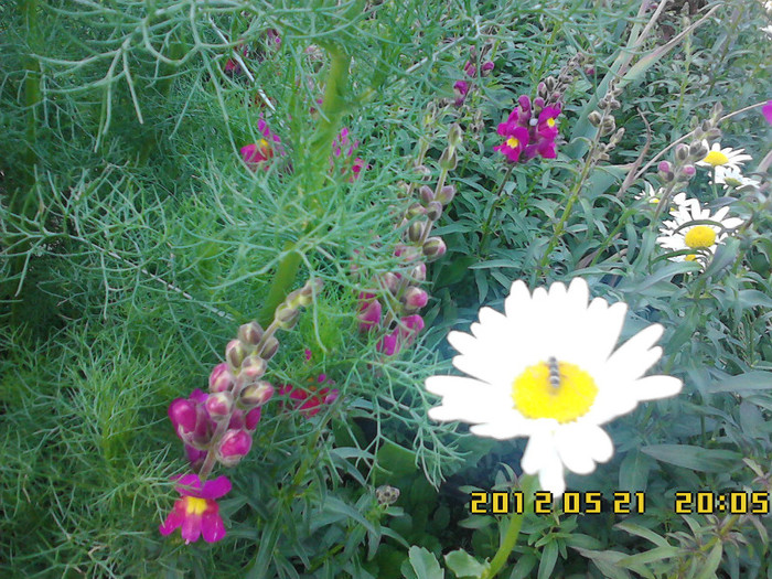 IMG00096 - gradina primavara 2012