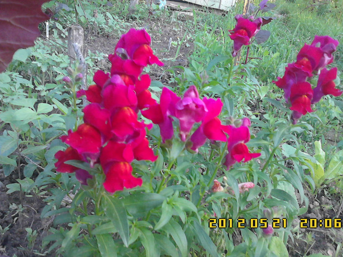 gurita leului - gradina primavara 2012