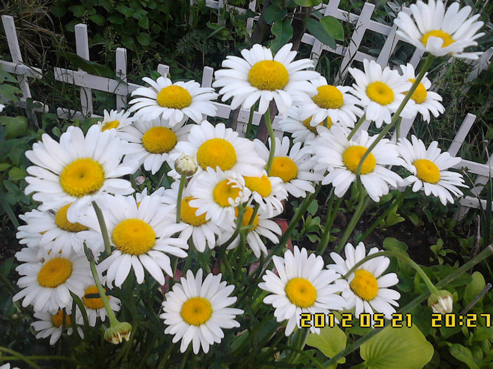 IMG00144 - gradina primavara 2012