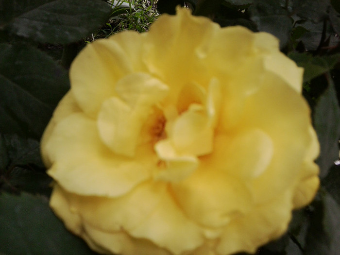 Fotografie4160 - roze2012