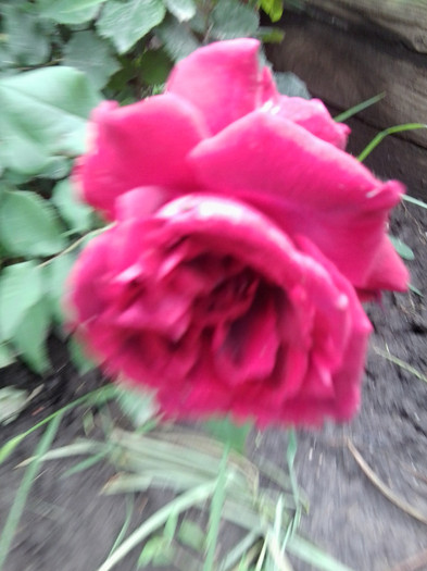 Fotografie4170 - roze2012