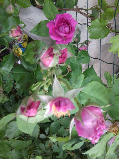 Fotografie4171 - roze2012