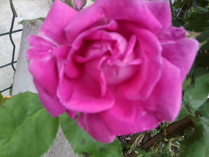 Fotografie4172 - roze2012