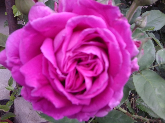 de dulceata - roze2012