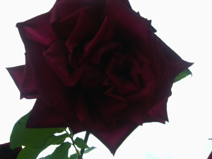 Fotografie4176 - roze2012
