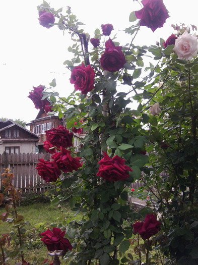 kormun - roze2012