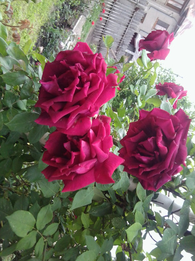 Fotografie4178 - roze2012