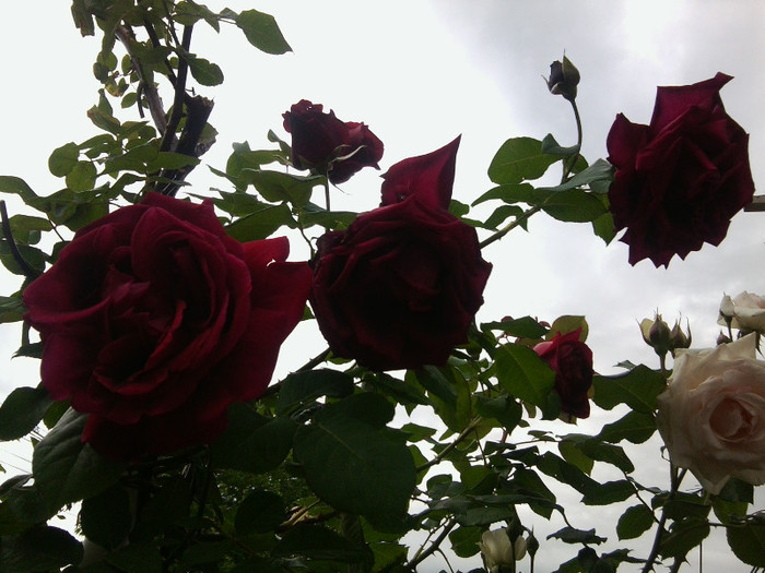 Fotografie4179 - roze2012