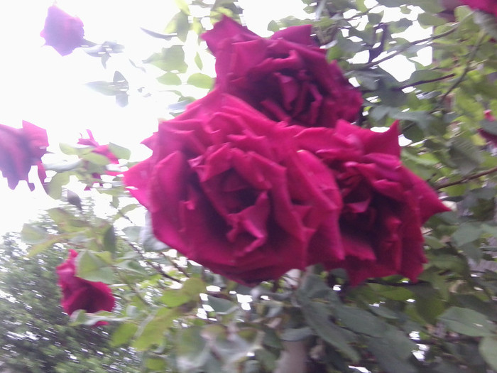 Fotografie4181 - roze2012