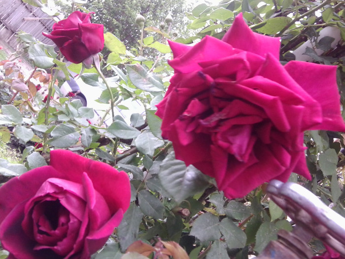 Fotografie4182 - roze2012