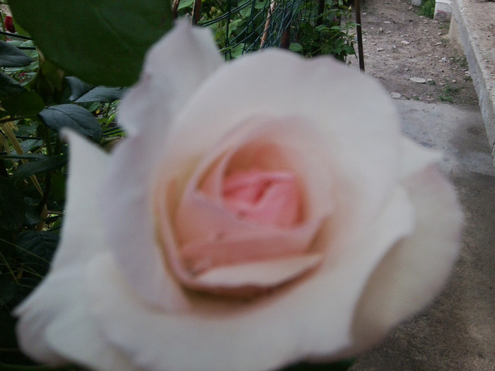 Fotografie4184 - roze2012