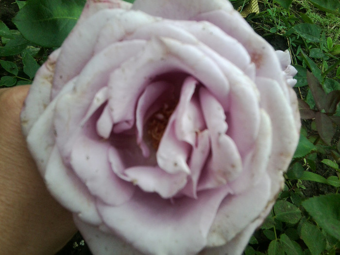 Fotografie4186 - roze2012