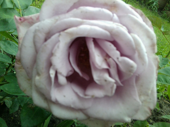 Fotografie4188 - roze2012