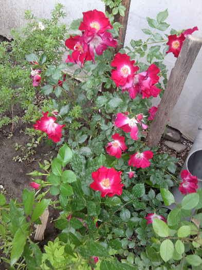 dortmund -catarator - roze2012