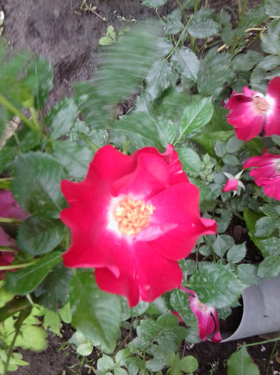 Fotografie4190 - roze2012