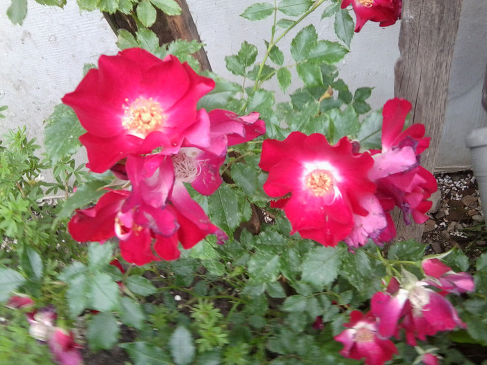Fotografie4191 - roze2012