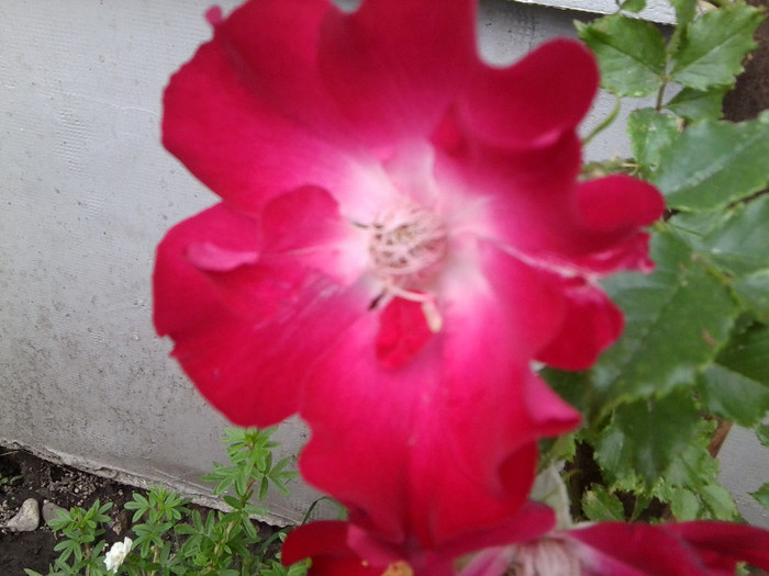 Fotografie4192 - roze2012