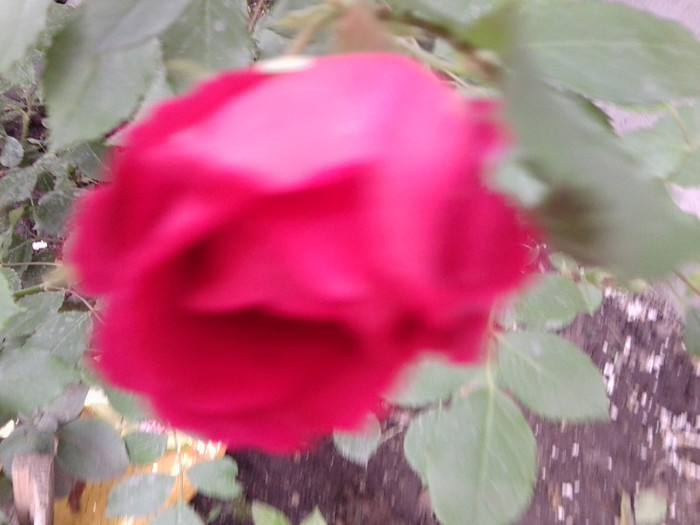 Fotografie4196 - roze2012