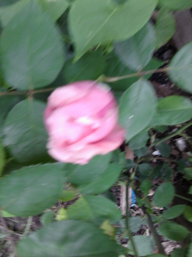 Fotografie4206