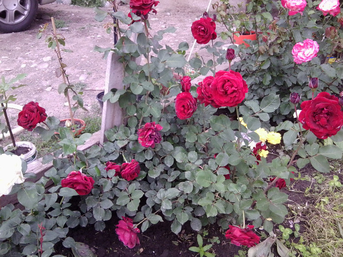 Fotografie4208 - roze2012