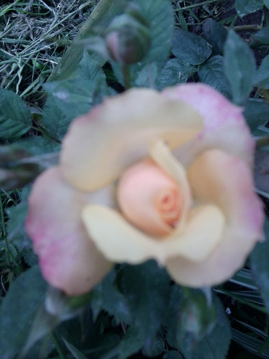 Fotografie4225 - roze2012