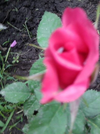 Fotografie4226 - roze2012