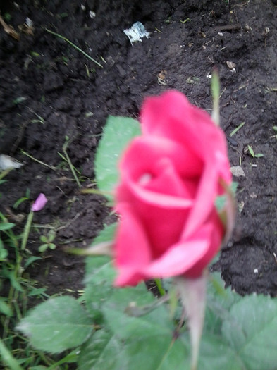 Fotografie4227 - roze2012