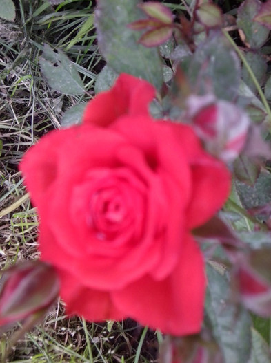 Fotografie4228 - roze2012