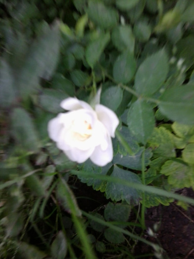 Fotografie4233 - roze2012