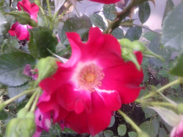 Fotografie4261 - roze2012