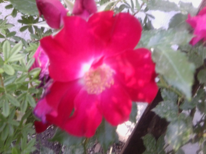 Fotografie4262 - roze2012